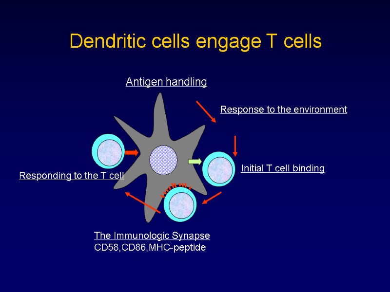 Dendritic cells engage T cells Antigen handling
